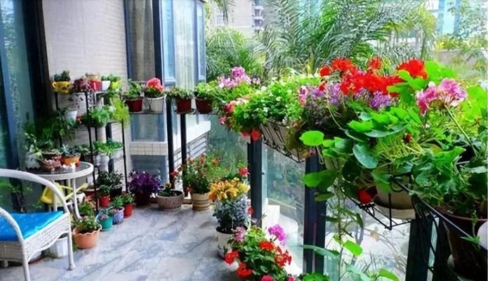 家庭养花阳台上适合养哪些花？