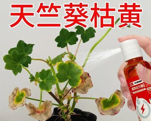 天竺葵黄叶问题如何解决？