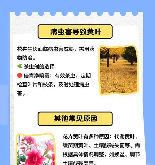 植物叶子破裂发黄是什么原因？如何进行有效处理？