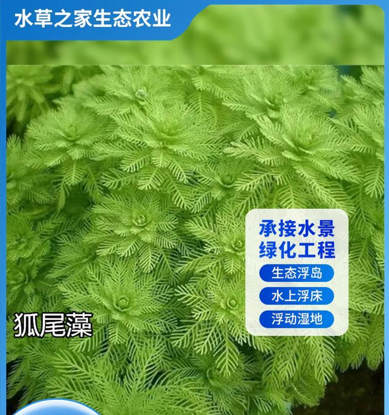 淮南沉水观赏植物有哪些？如何选择适合的品种？