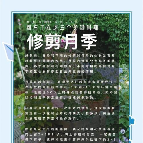 月季双生花的修剪技巧和注意事项是什么？