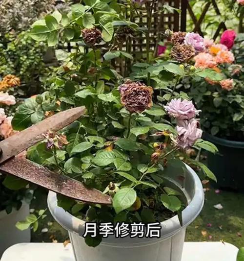 月季双生花的修剪技巧和注意事项是什么？