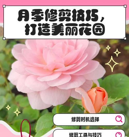 月季双生花的修剪技巧和注意事项是什么？