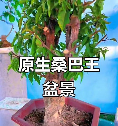 冬天如何修剪三角梅盆景？有哪些技巧？