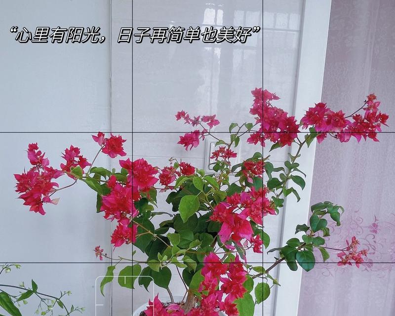 冬天如何修剪三角梅盆景？有哪些技巧？