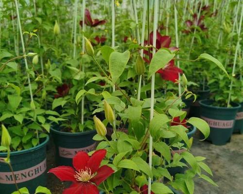 冬天室外铁线莲如何养护才能开花？