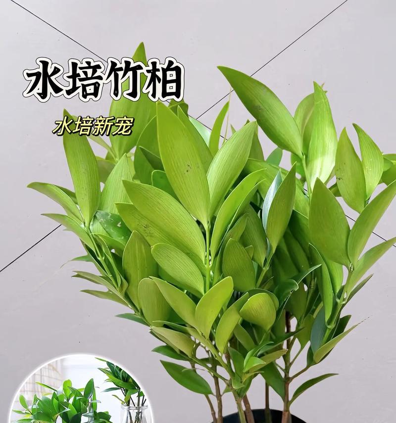 室内竹子盆景正确的浇水方法是什么？
