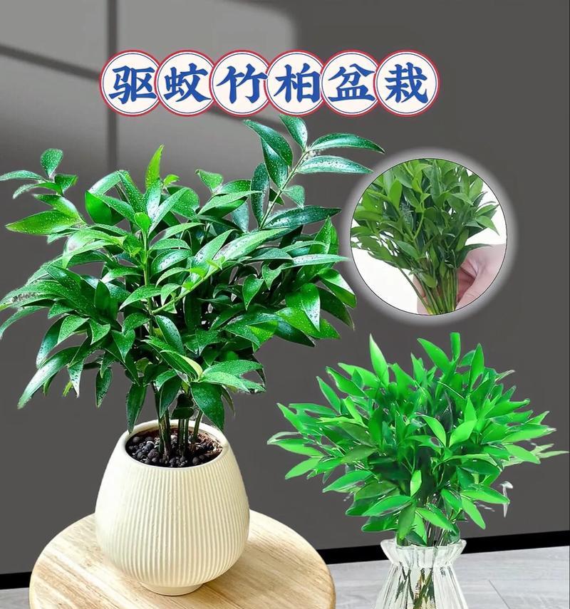 室内竹子盆景正确的浇水方法是什么？