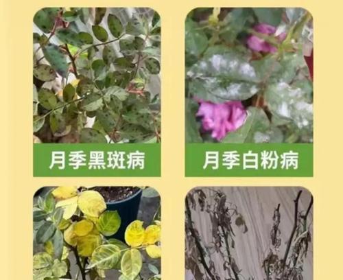 盆景水分过多叶子发黄的处理方法是什么？