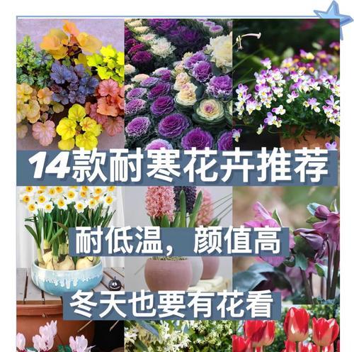 花为什么不宜放在阳台？阳台种植花卉的禁忌有哪些？