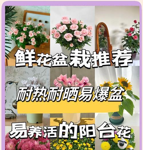 花为什么不宜放在阳台？阳台种植花卉的禁忌有哪些？