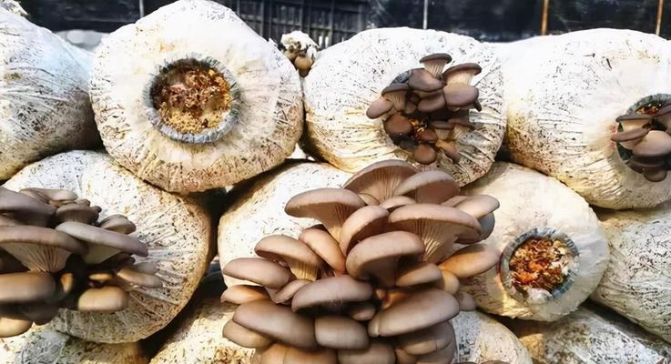 平菇栽培技术有哪些不同的种类？