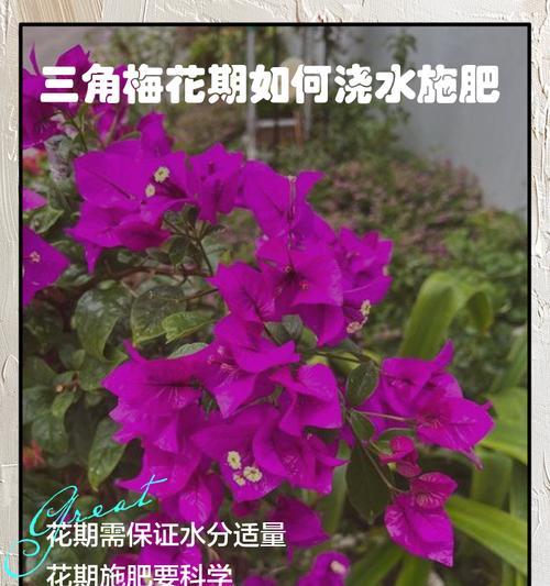 三角梅营养过多会有什么影响？如何正确施肥？