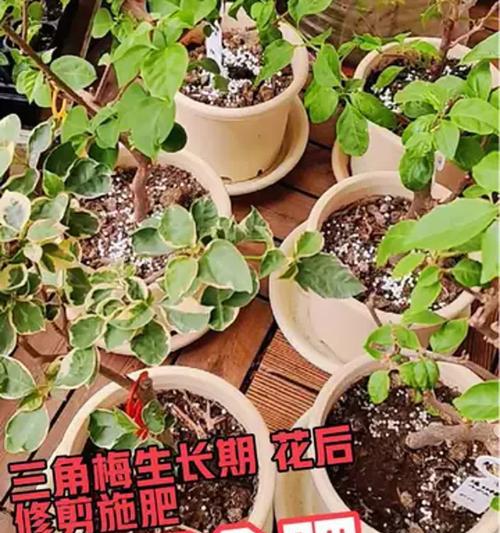 三角梅营养过多会有什么影响？如何正确施肥？