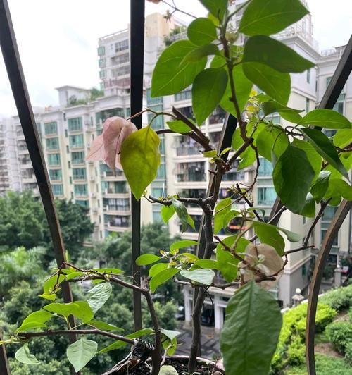 三角梅营养过多会有什么影响？如何正确施肥？