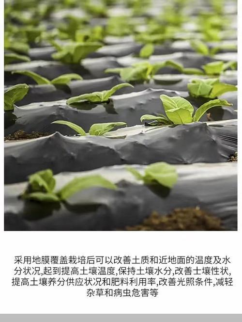 温室除草浇水的正确方法是什么？