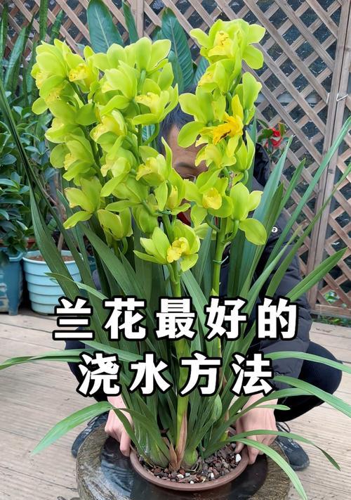 温室除草浇水的正确方法是什么？