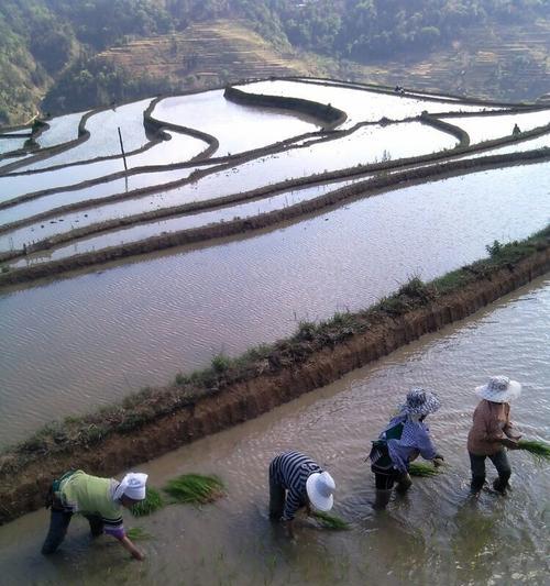 春播小秧苗的最佳播种时间是什么时候？