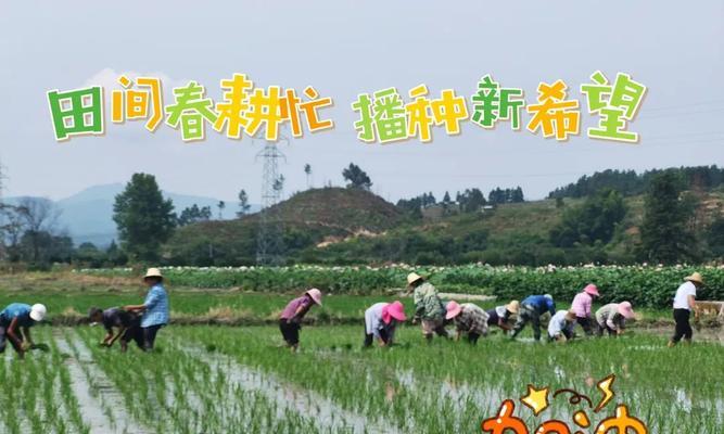 春播小秧苗的最佳播种时间是什么时候？