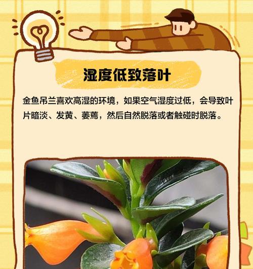 夏天吊兰叶子发黄应如何调理？