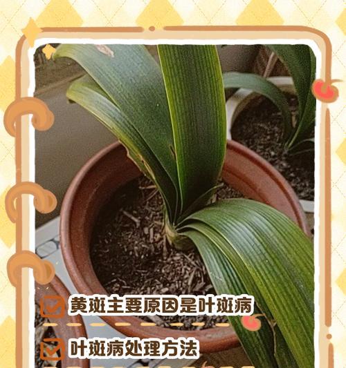 君子兰烧叶子怎么回事？如何解决？