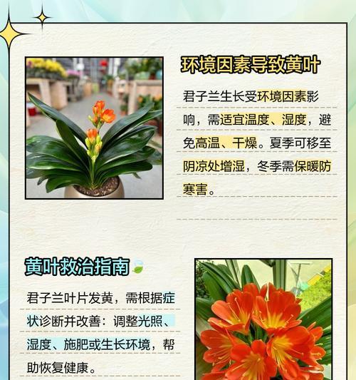 君子兰烧叶子怎么回事？如何解决？