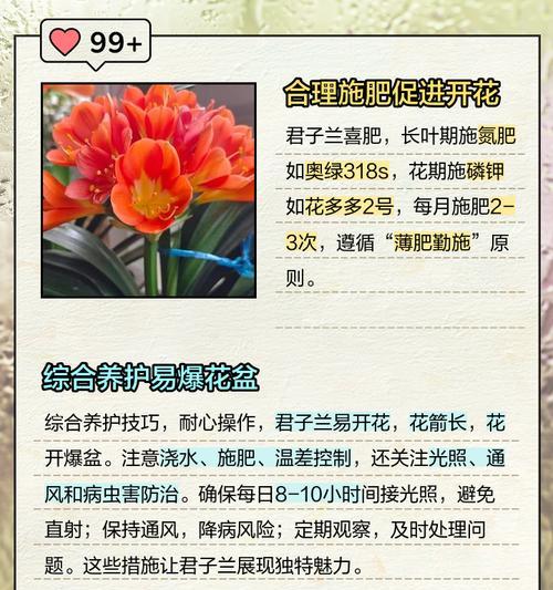 君子兰落地花盆的处理方法是什么？