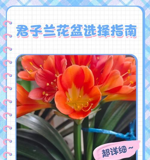 君子兰落地花盆的处理方法是什么？