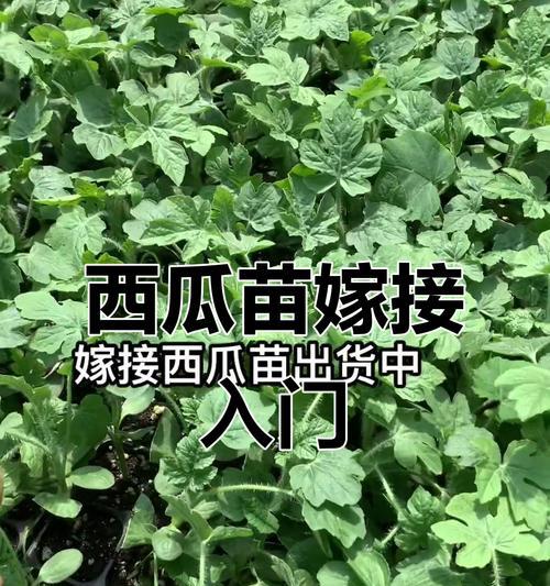 西瓜苗叶子发黄枯萎的挽救方法是什么？