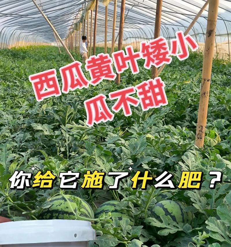 西瓜苗叶子发黄枯萎的挽救方法是什么？