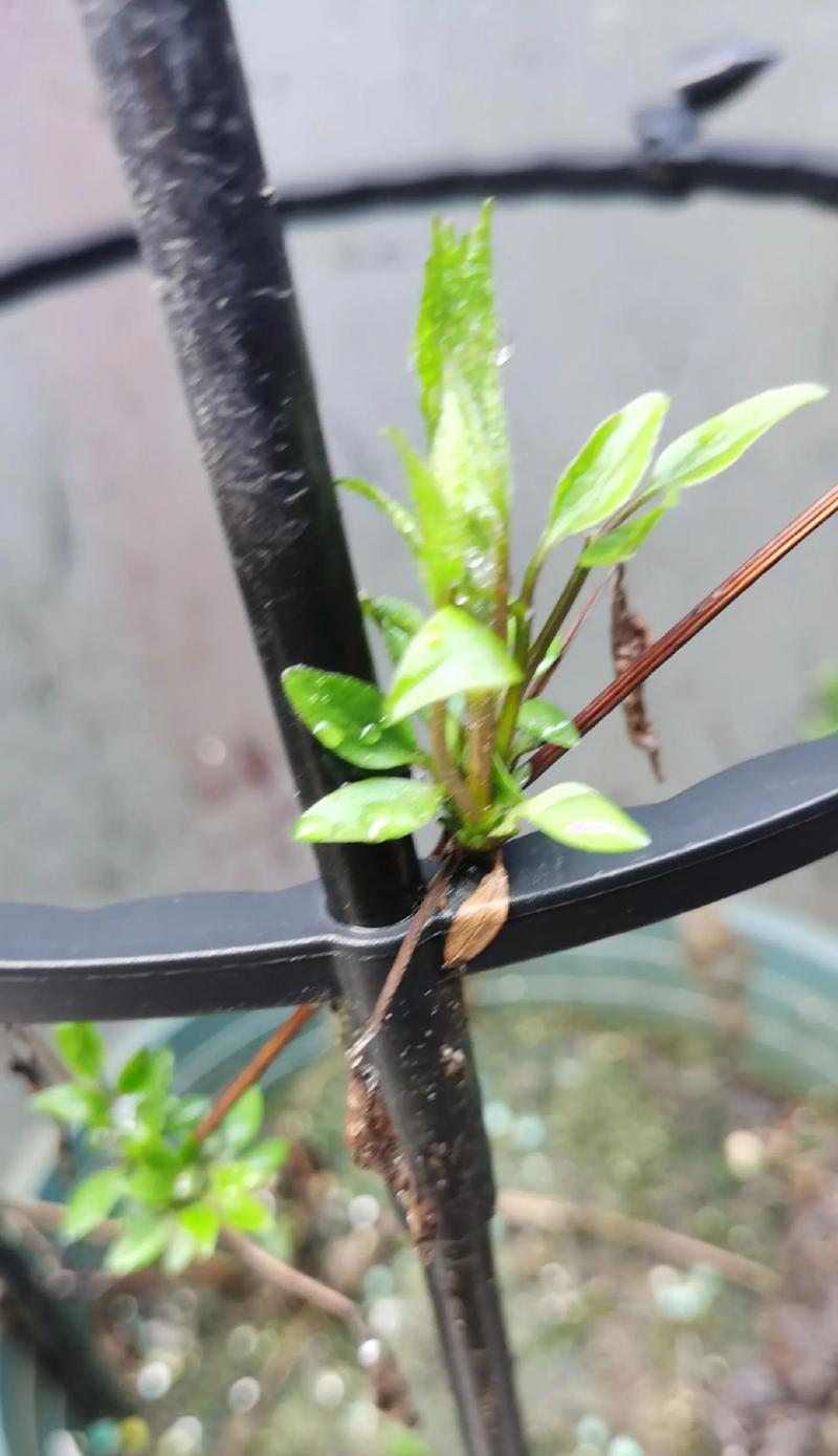 铁线莲春季发芽后如何管理？需要注意什么？