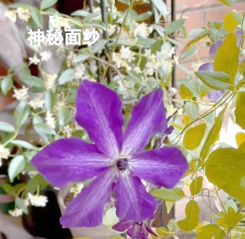 铁线莲春季发芽后如何管理？需要注意什么？