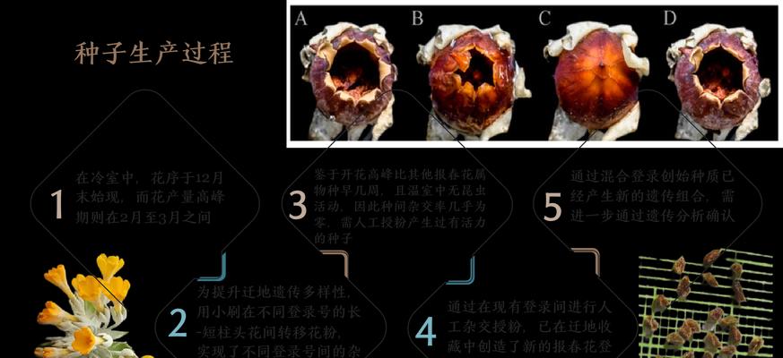 花儿妈妈是如何传播种子的？