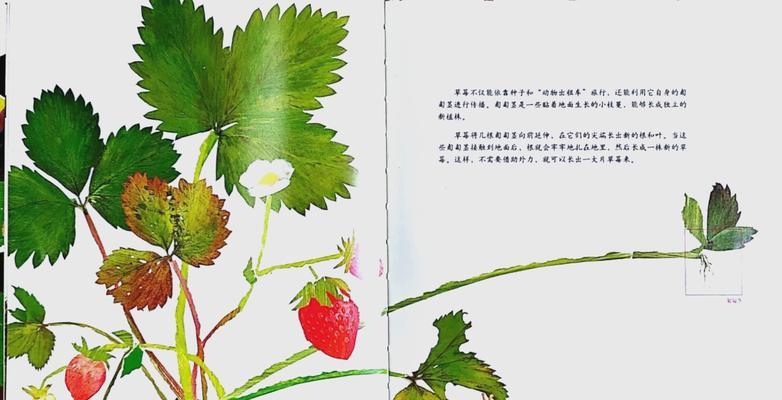花儿妈妈是如何传播种子的？