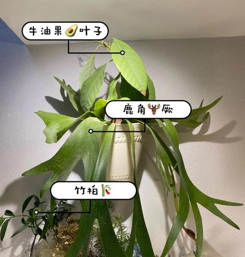 分享一些实用的养花小技巧？