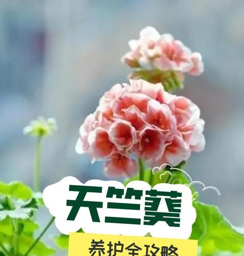 开黄花天竺葵的养护技巧是什么？