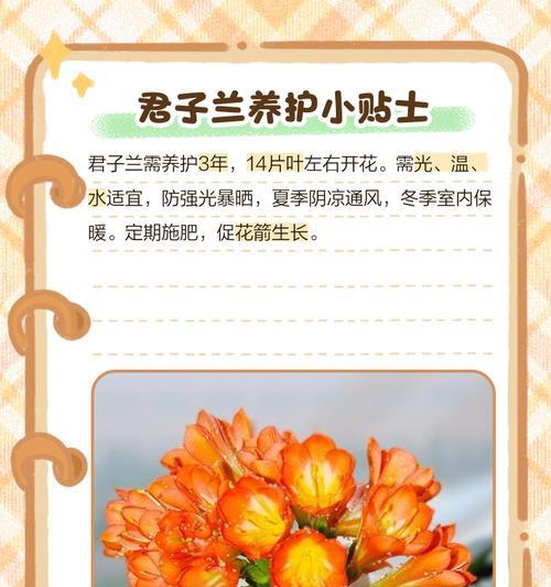 君子兰木根受损怎么办？如何进行有效的修复和养护？