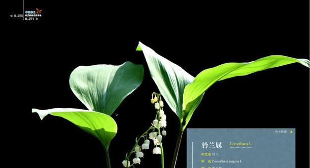 东北地区易种植的观赏植物推荐？