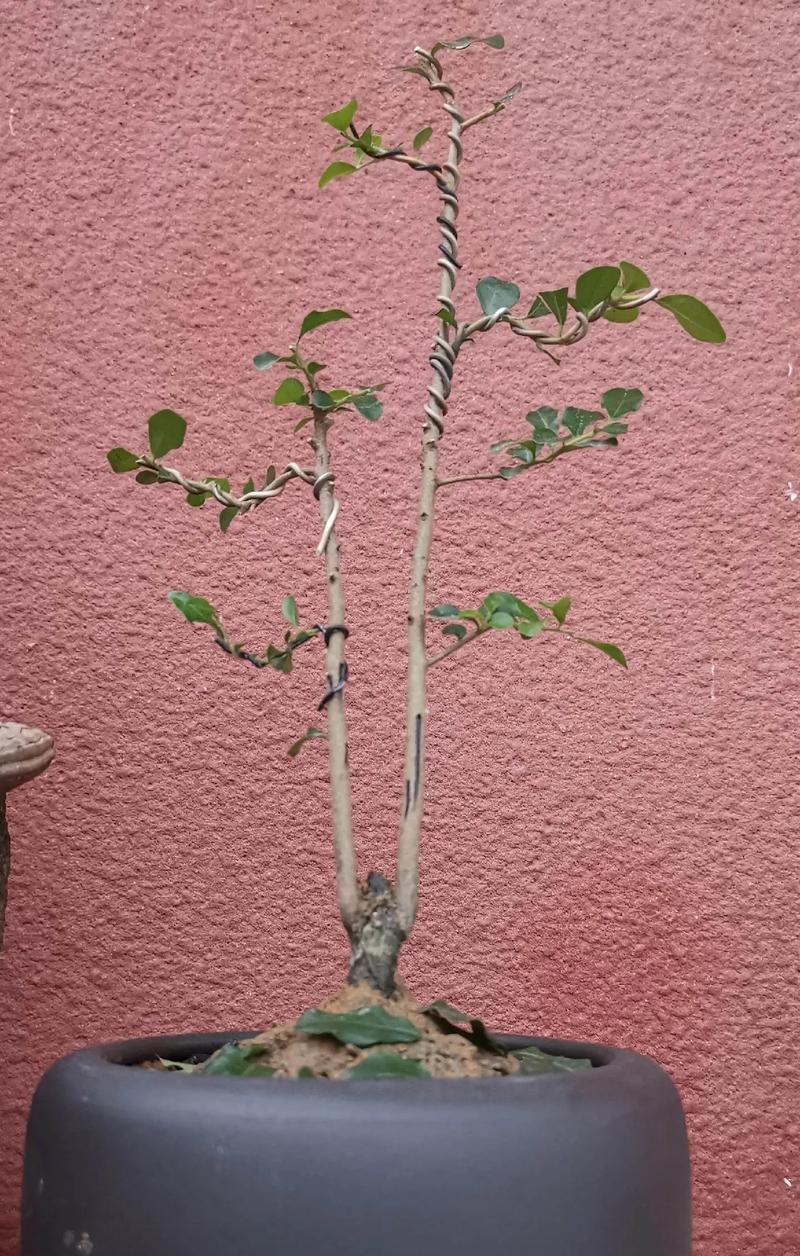 金蛋子盆景在家中如何养护？