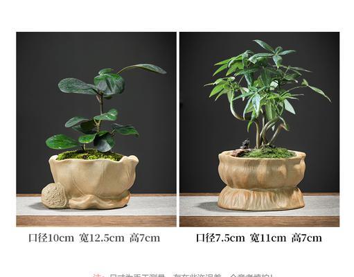 盆景树桩托盘怎么用的？使用方法是什么？