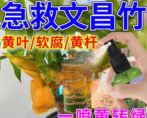 文昌竹叶子尖发黄怎么办？如何处理？