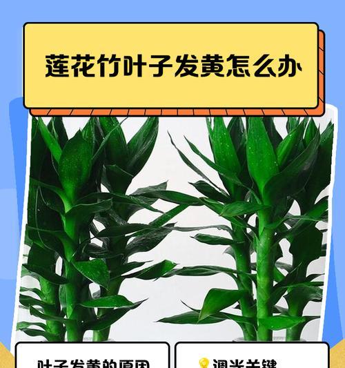 文昌竹叶子尖发黄怎么办？如何处理？