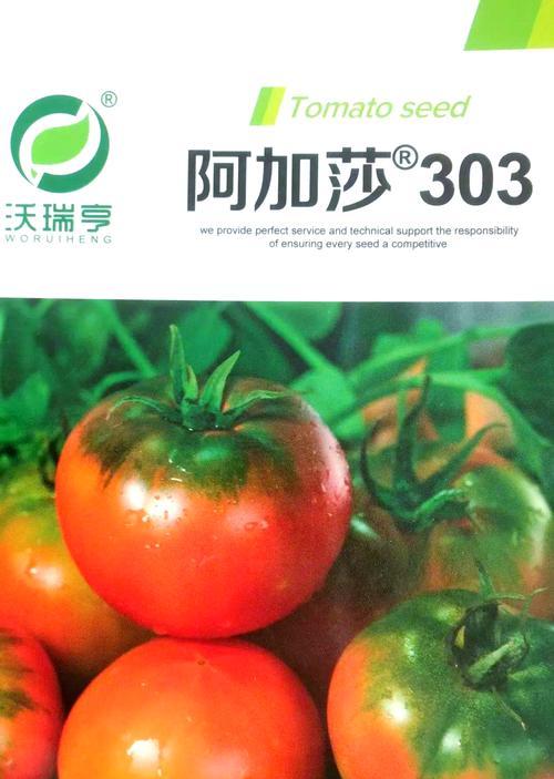 油桶番茄栽培的技术要点是什么？