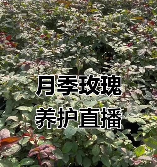 玫瑰月季去刺后如何正确养护？