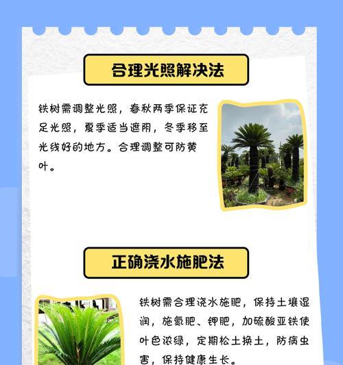 龙铁树叶子发黄干枯的解决方法是什么？
