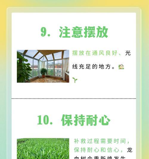 龙铁树叶子发黄干枯的解决方法是什么？