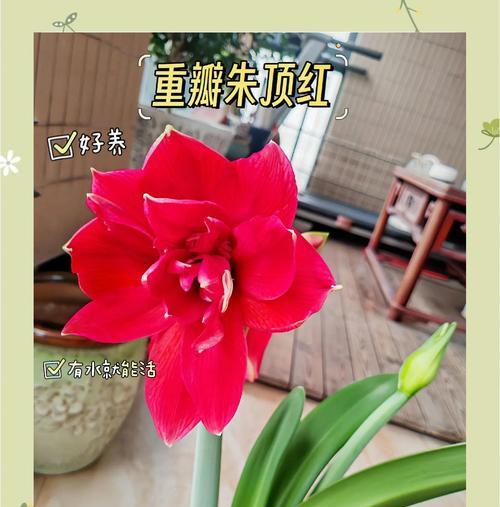 朱顶红倒栽盆的最佳时间是什么时候？