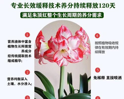 朱顶红开过花后应该上什么肥？如何施肥？