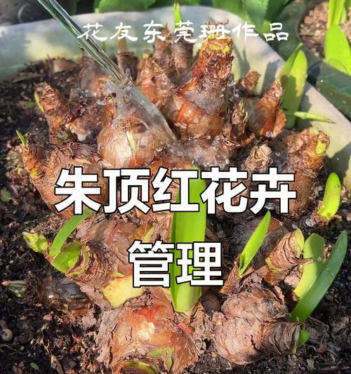 朱顶红开过花后应该上什么肥？如何施肥？