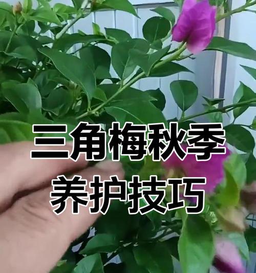 垂丝三角梅修剪定型技巧？如何保持垂丝三角梅的美观形态？